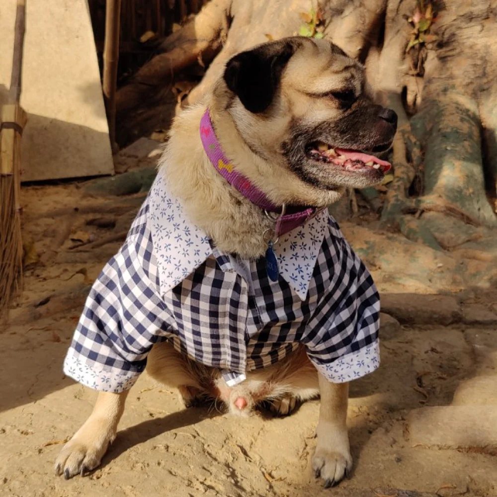 Petsnugs Retro Check Shirt for Dogs and Cats - Image 5