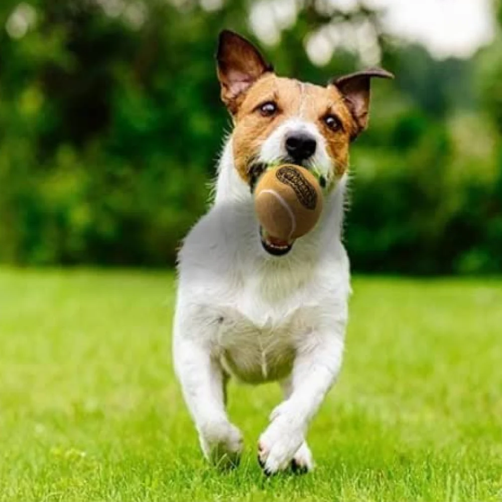 Petsport Peanut Butter Scented Tuff Ball chew Toy for Dogs - Image 7