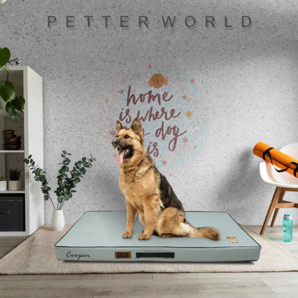 Petter World Comfort Flat Foam Bed for Dogs (Celeste Green) - Image 3