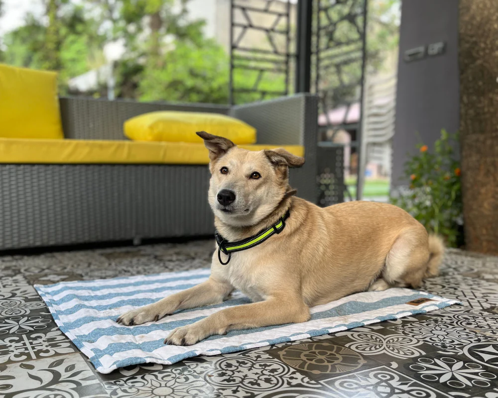 Petter World Multipurpose Breathable Summer Mat for Dogs (Blue Stripes) - Image 2