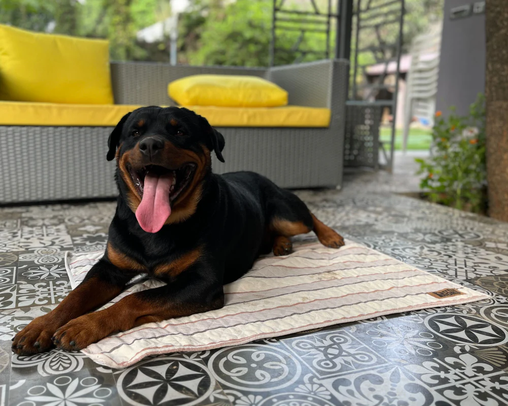 Petter World Multipurpose Breathable Summer Mat for Dogs (Brown Stripes) - Image 2