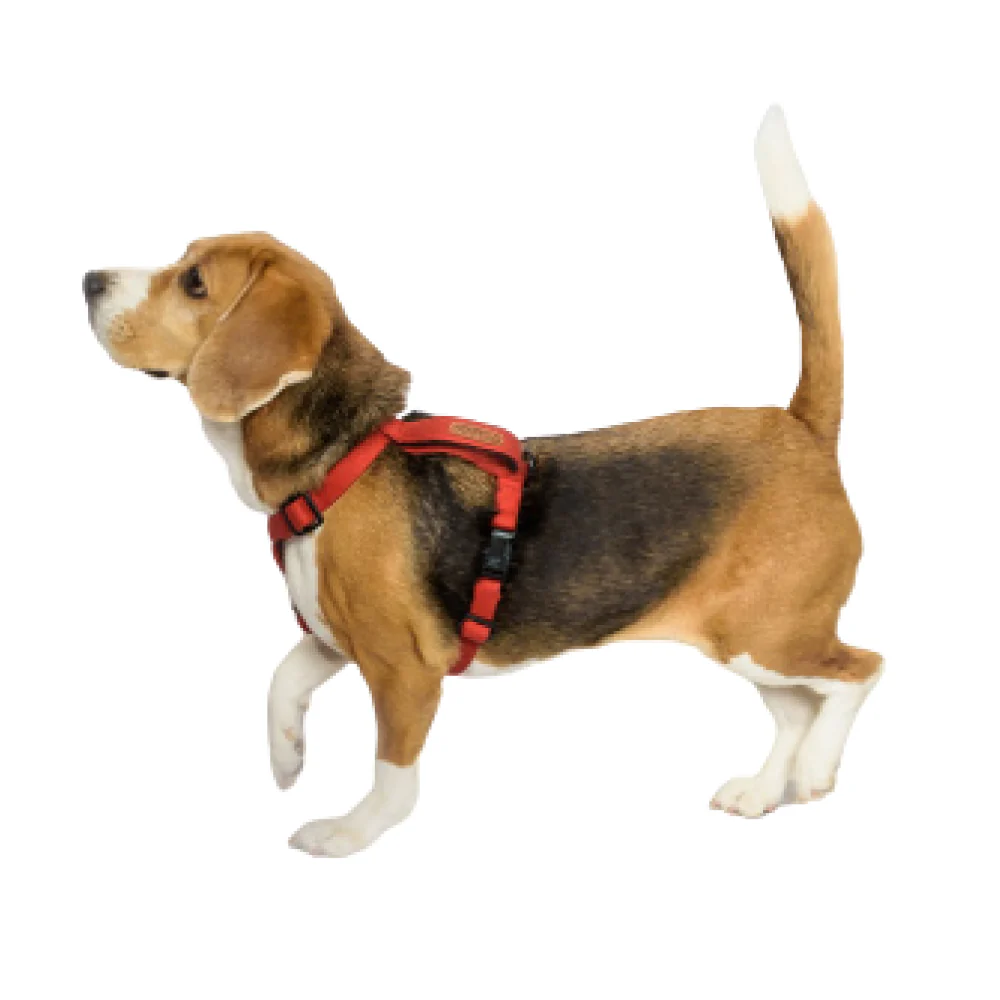 PetWale Cotton Adjustable H Harness for Dogs (Red) - Image 4