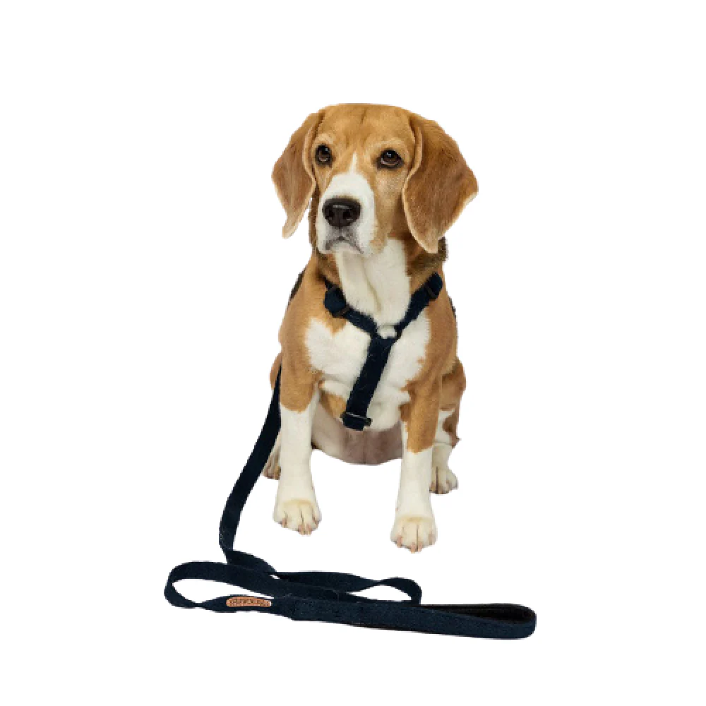PetWale Cotton Padded Handle Denim Leash for Dogs (Blue) - Image 3
