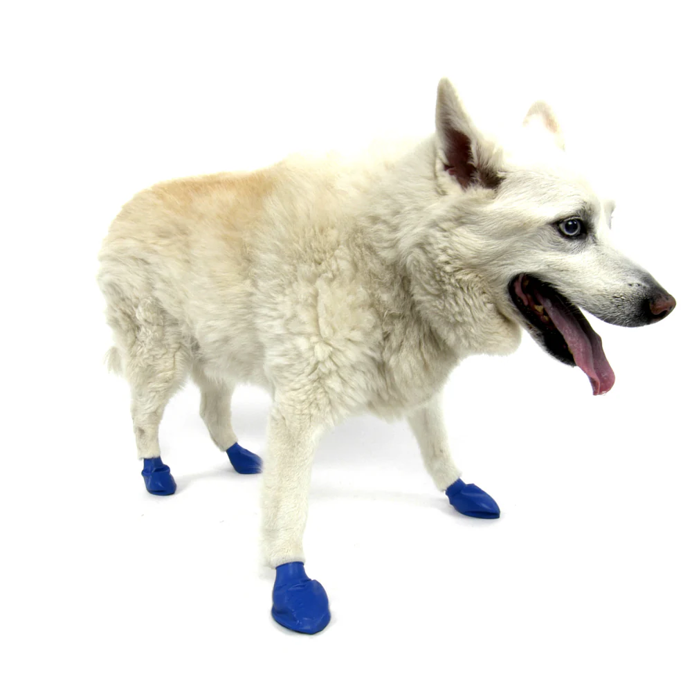 Protex PawZ Disposable and Reusable Boots for Dogs (Blue) - Image 2
