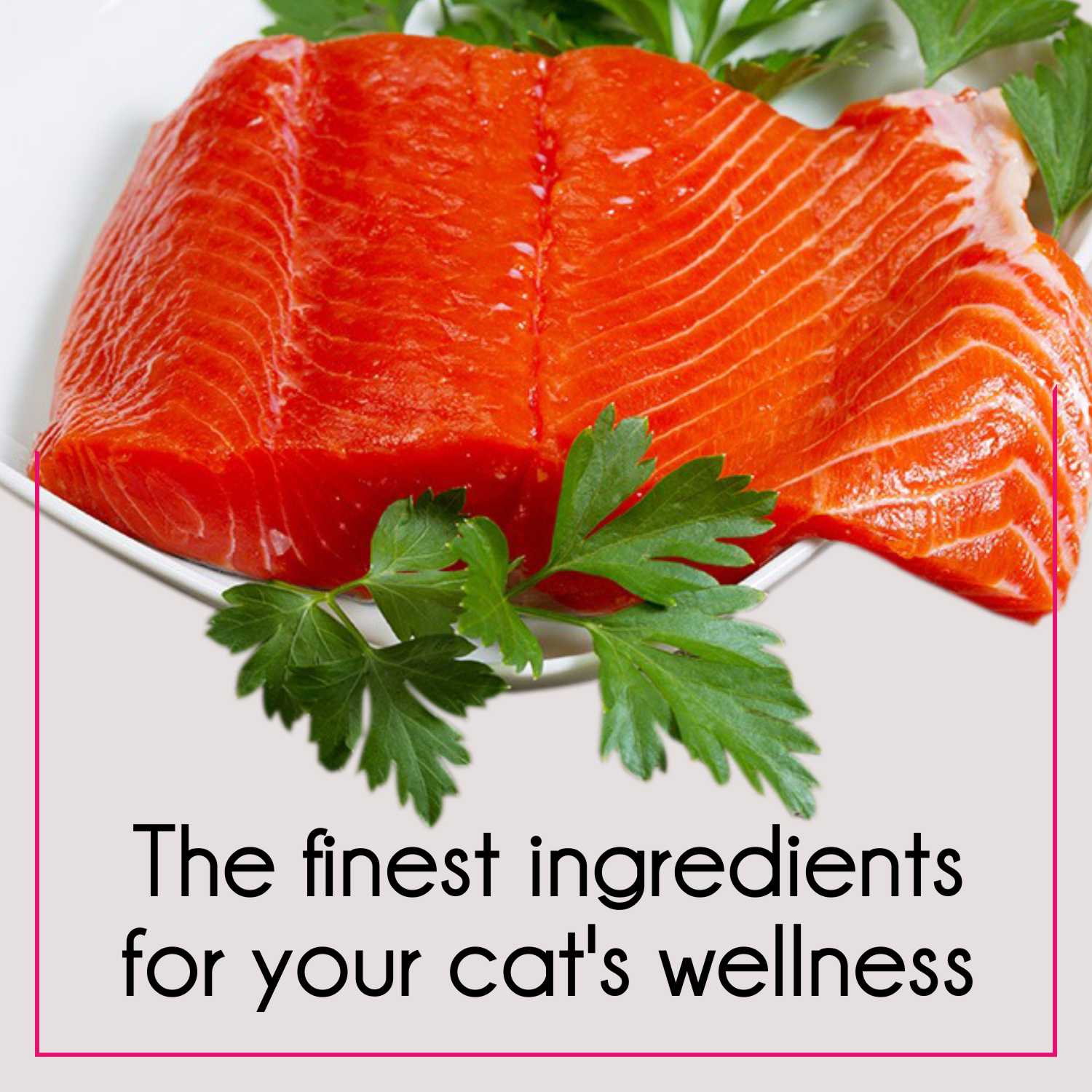 Purepet Mackerel and Ocean Fish Adult Cat Dry Food Combo - Image 5