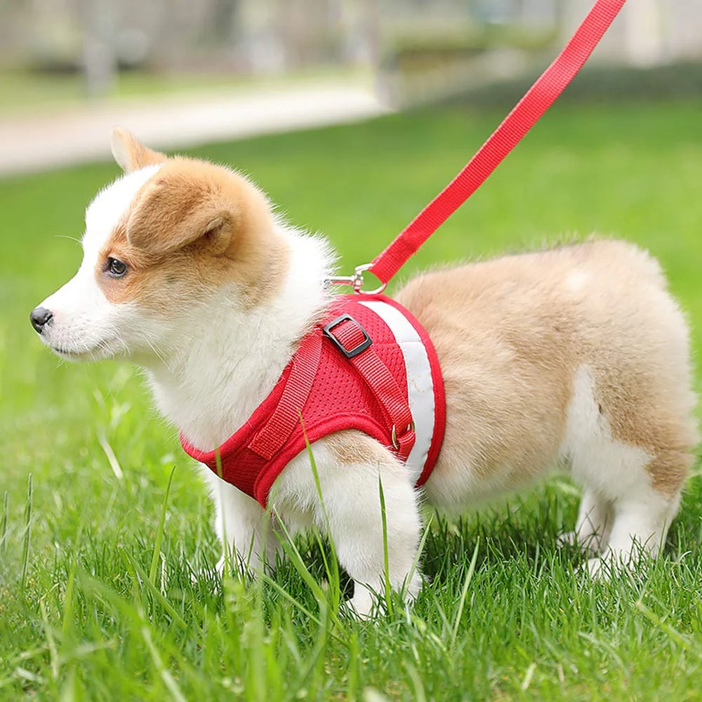 QPets Reflective Mesh Vest Harness with Leash for Dogs and Cats (Red) - Image 8
