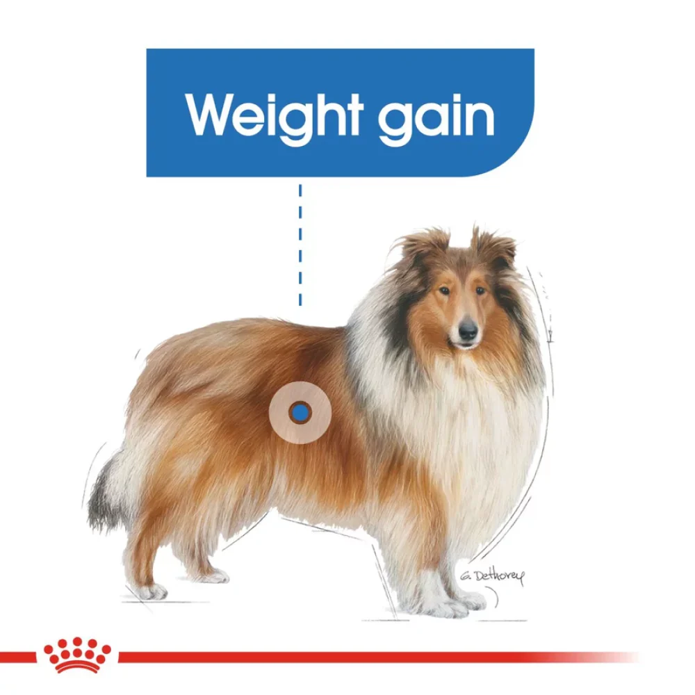 Royal Canin Light Weight Care Maxi Dog Dry Food - Image 6
