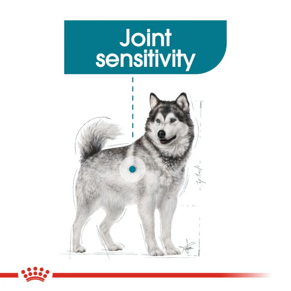 Royal Canin Maxi Jointcare Dog Dry Food - Image 3