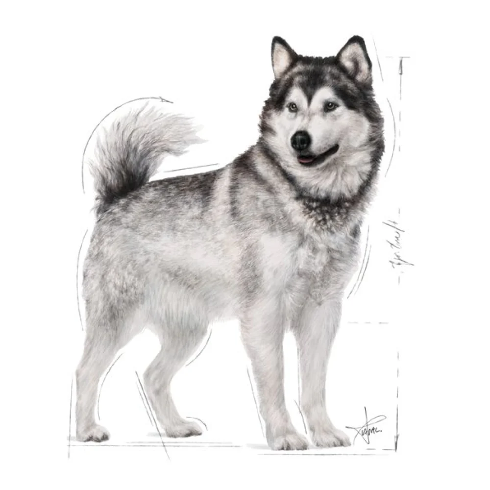 Royal Canin Maxi Jointcare Dog Dry Food - Image 9