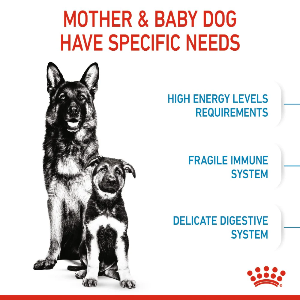 Royal Canin Maxi Starter Dry Dog Food - Image 5