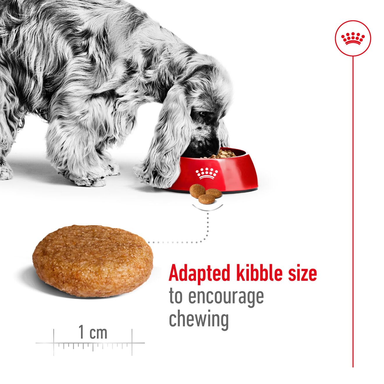 Royal Canin Medium Adult Dog Dry Food - Image 2