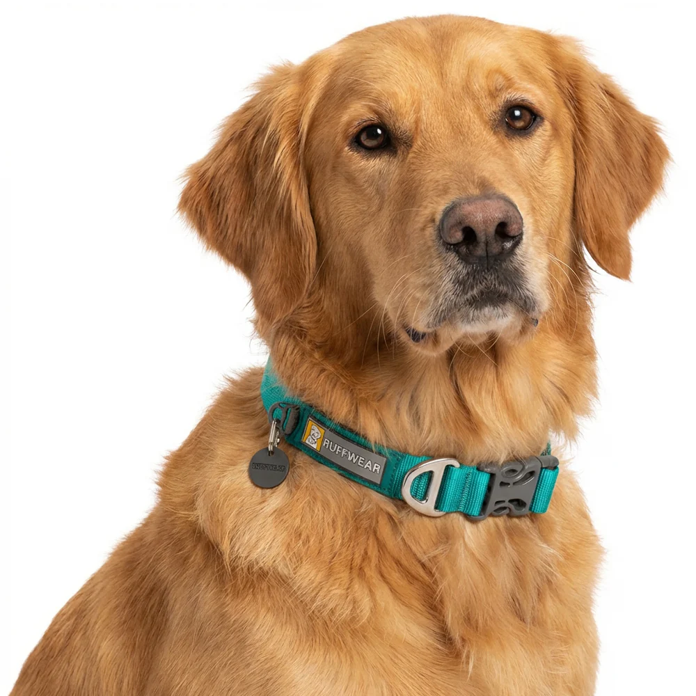 Ruffwear Front Range Collar for Dogs (Aurora Teal) - Image 2