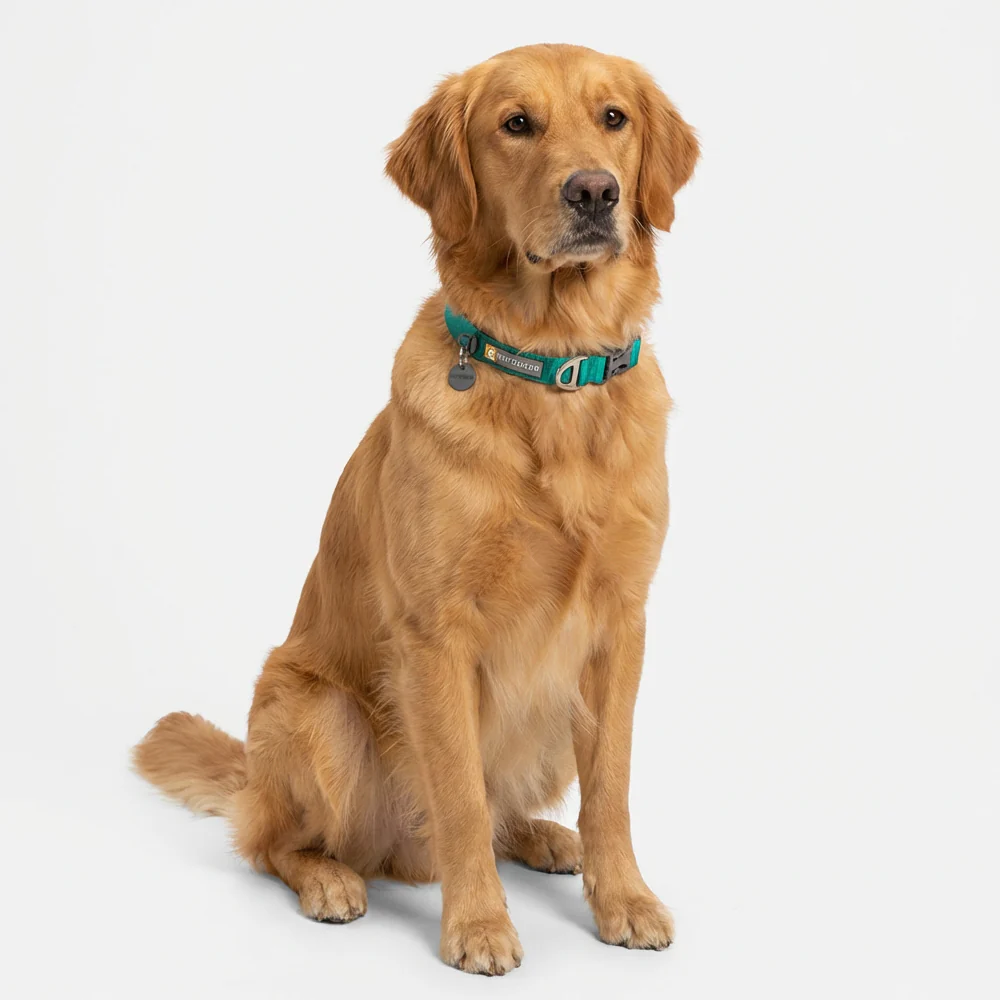 Ruffwear Front Range Collar for Dogs (Aurora Teal) - Image 3