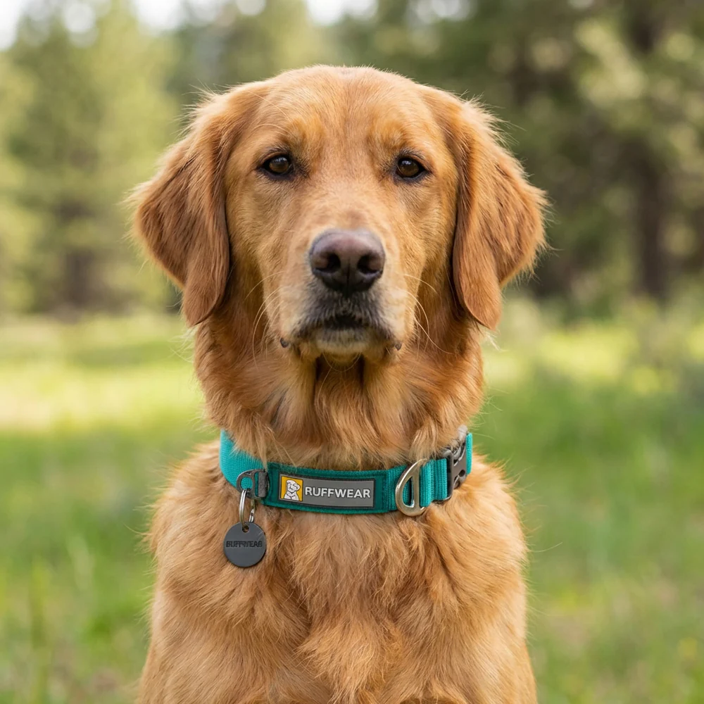 Ruffwear Front Range Collar for Dogs (Aurora Teal) - Image 4
