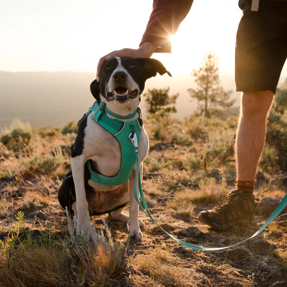 Ruffwear Front Range Harness for Dogs (Aurora Teal) - Image 8