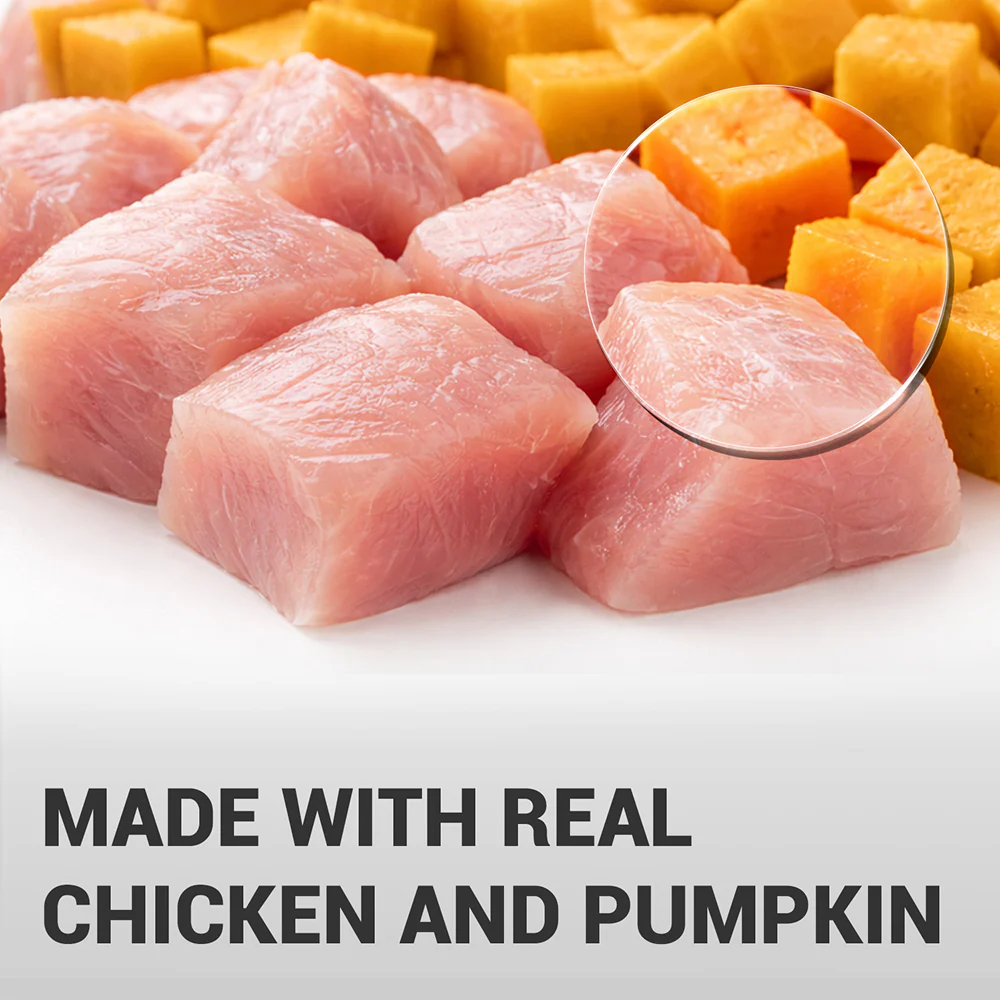 Schesir Chicken & Rice with Pumpkin in Jelly Dog Wet Food - Image 2