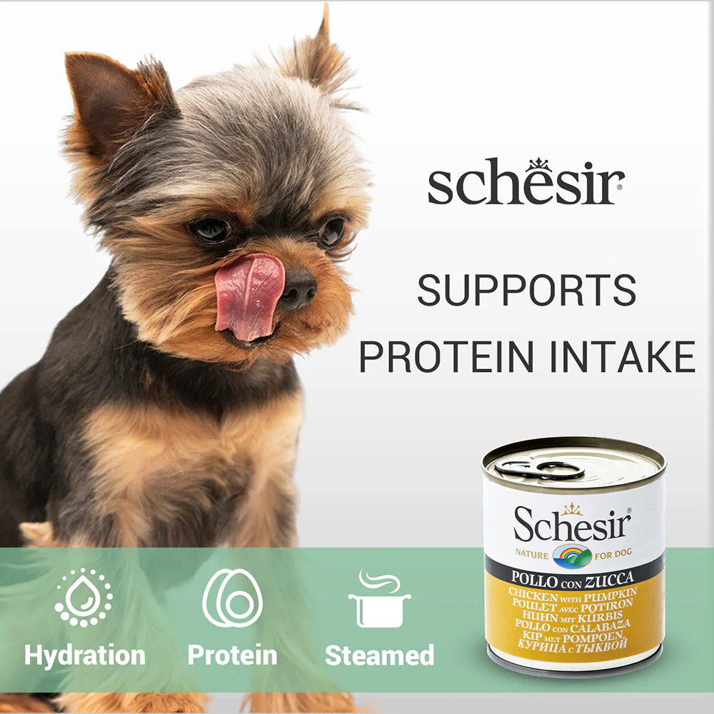 Schesir Chicken & Rice with Pumpkin in Jelly Dog Wet Food - Image 4
