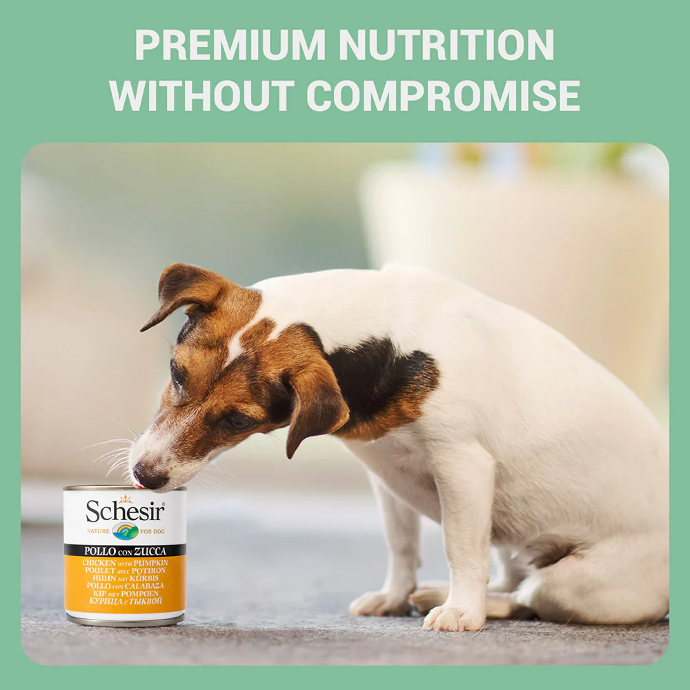 Schesir Chicken & Rice with Pumpkin in Jelly Dog Wet Food - Image 5