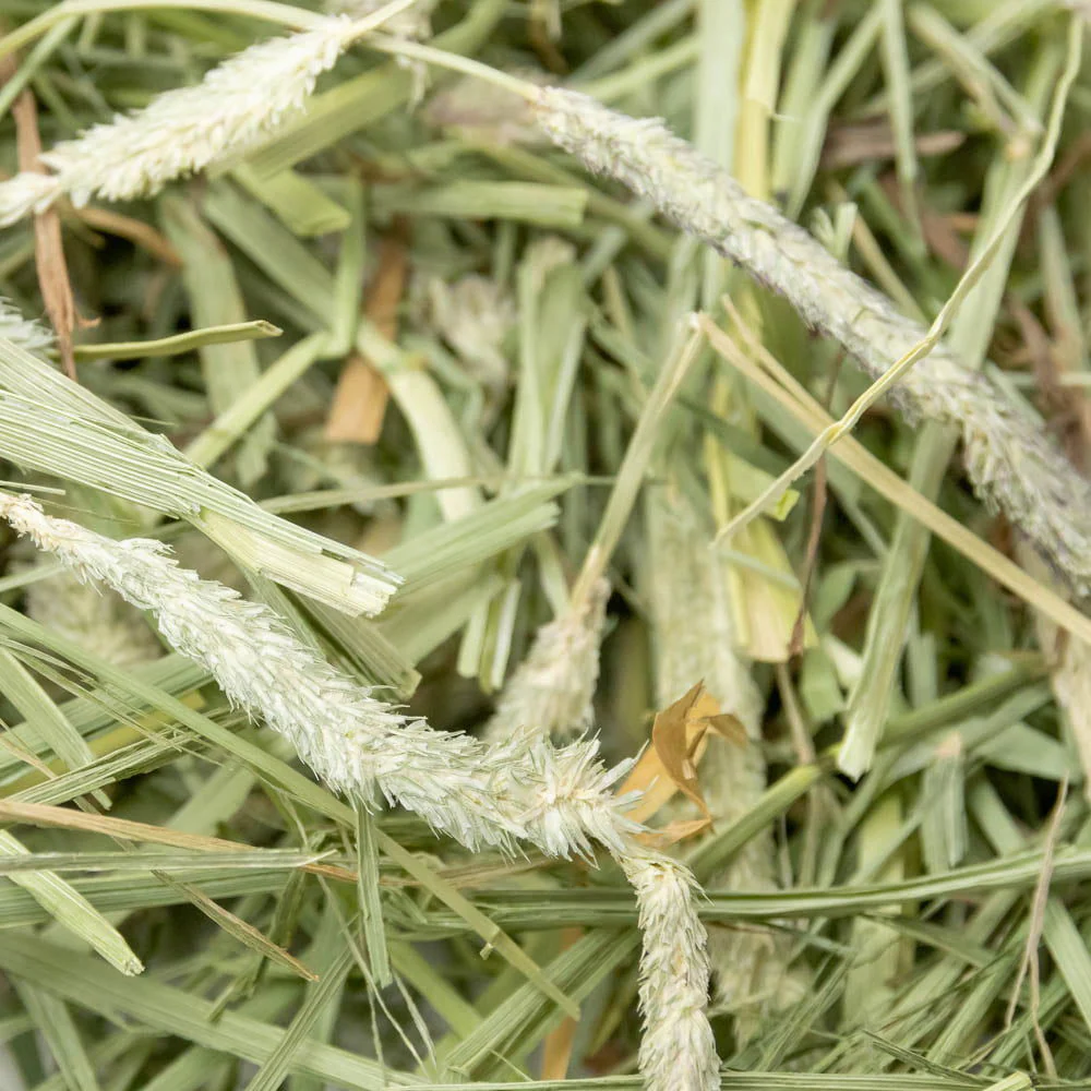 Science Selective Timothy Hay for Rabbits and Guniea Pigs - Image 3