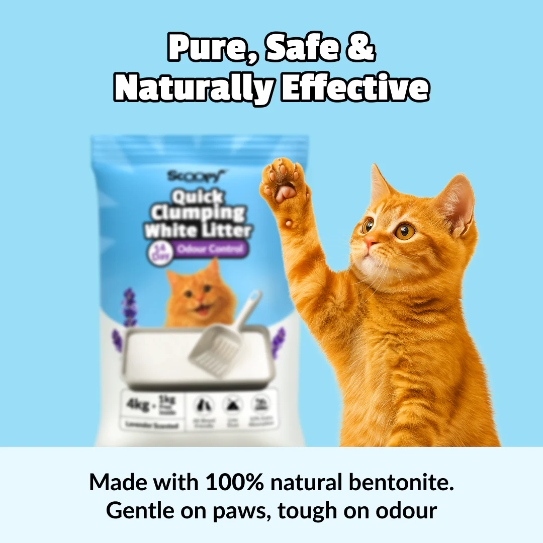 Scoopy Cat Litter | Lavender Scented | Quick Clumping | 100% Natural Bentonite White Sand (Buy 1 Get 1) - Image 3