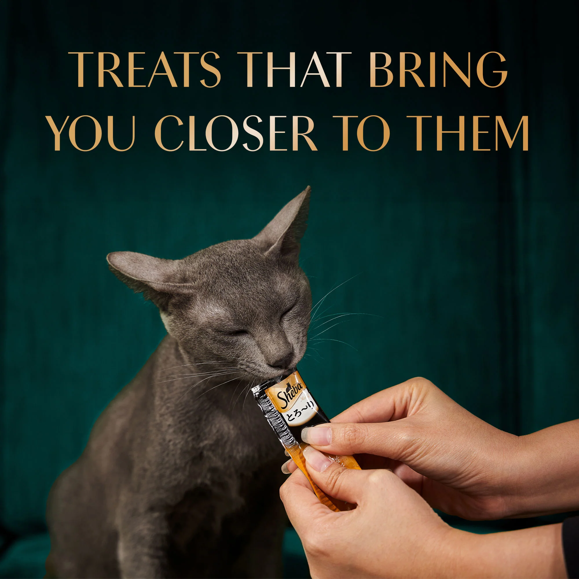 Sheba Tuna Flavor and Tuna & Prawn Maguro Selection Melty Premium Cat Treats - Image 5