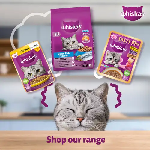 Sheba Tuna Pumpkin & Carrot In Gravy and Whiskas Tuna in Jelly Cat Wet Food Combo - Image 18