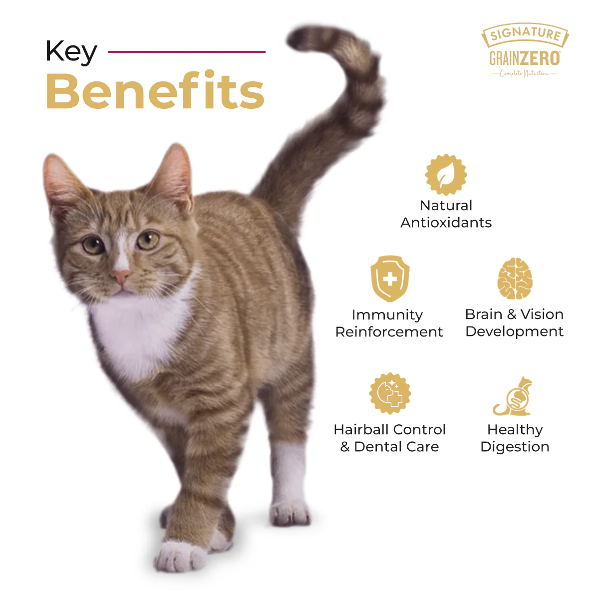Signature Grain Zero Ocean Fish, Sardine and Mackerel Adult Cat Dry Food - Image 5