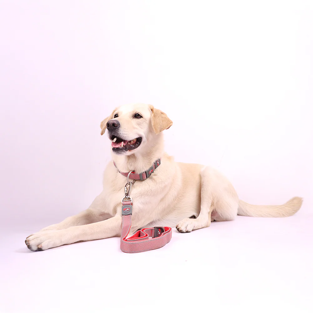 Skatrs Adjustable Collar for Dogs & Cats (Red) - Image 4