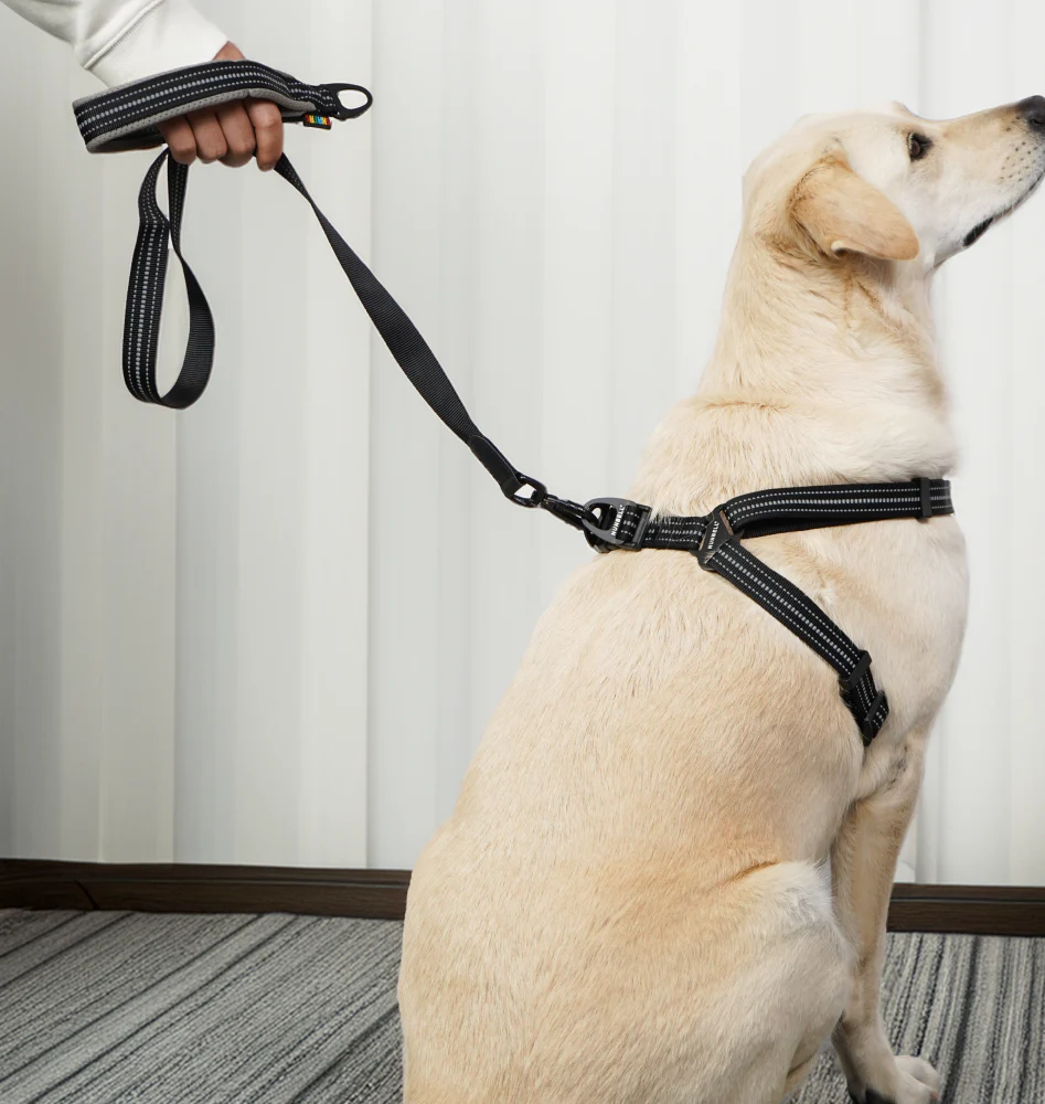 Skatrs Adventure in Style & Comfort Eclipse Leash for Dogs and Cats (Black) - Image 4