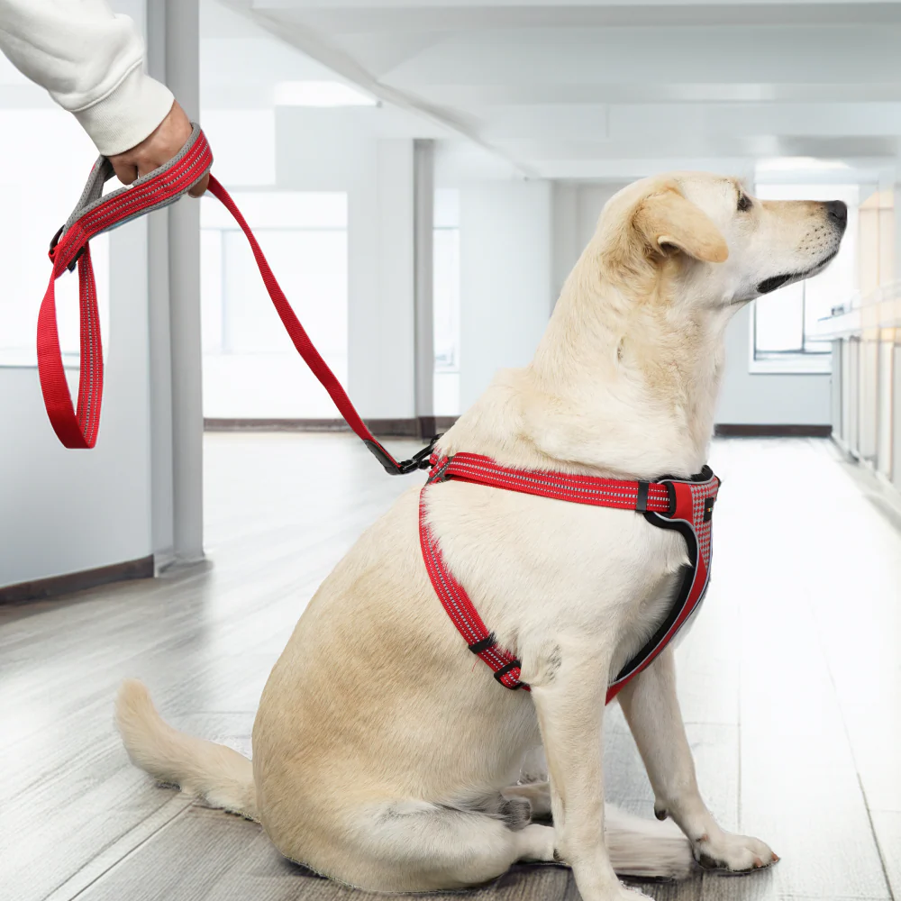 Skatrs Adventure in Style & Comfort Fiery Leash for Dogs and Cats (Red) - Image 4