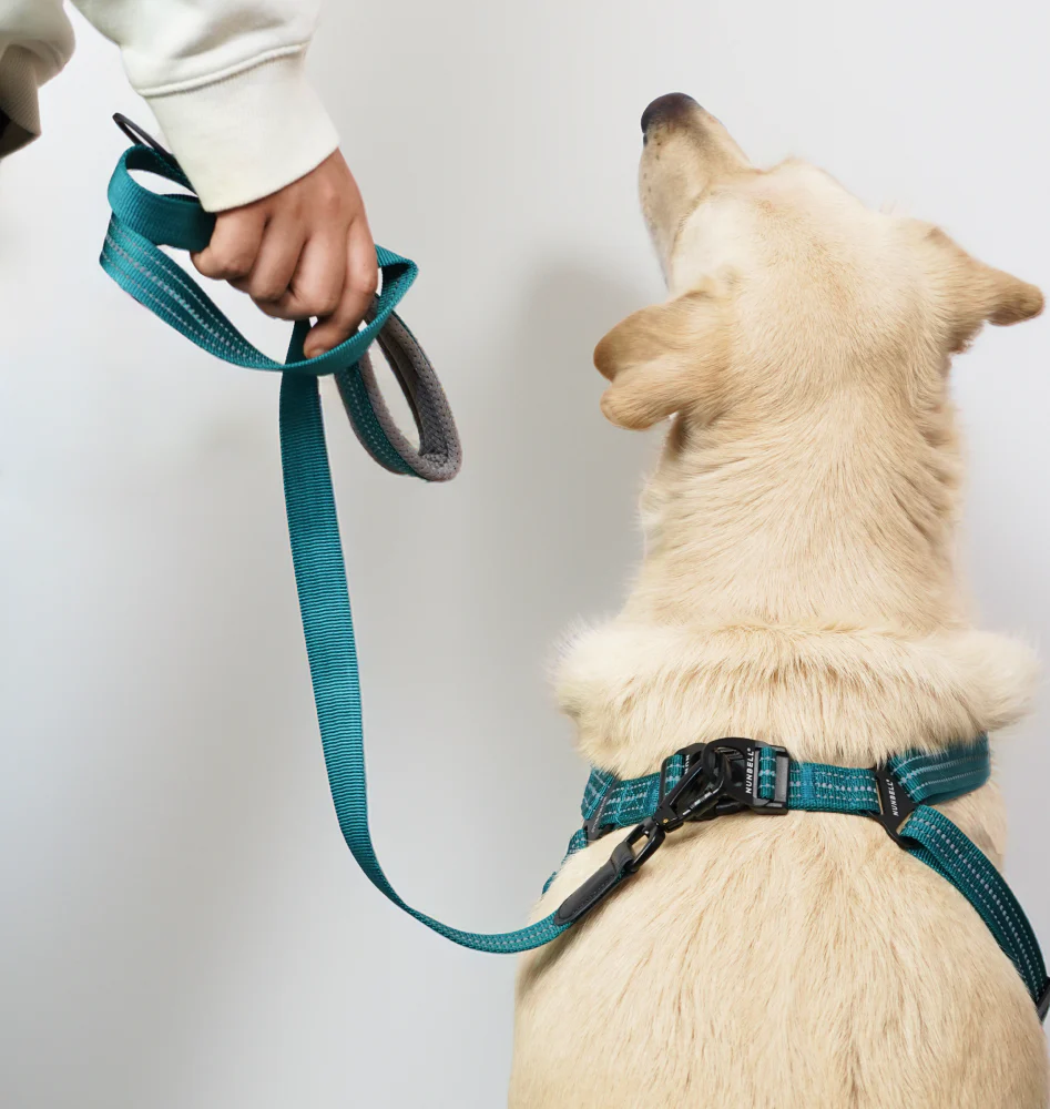 Skatrs Adventure in Style & Comfort Ocean Wave Leash for Dogs and Cats (Blue) - Image 5