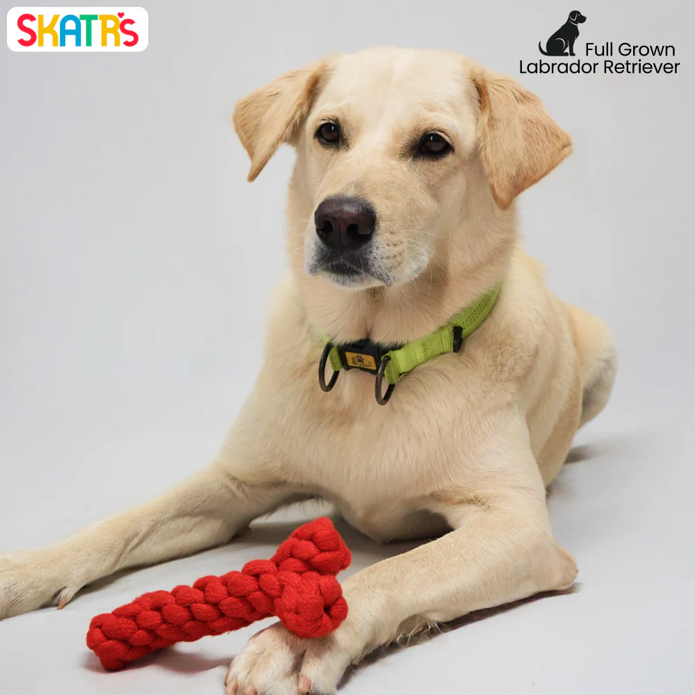 Skatrs Bone Shaped Rope Chew Toy for Dogs and Cats (Red) - Image 5