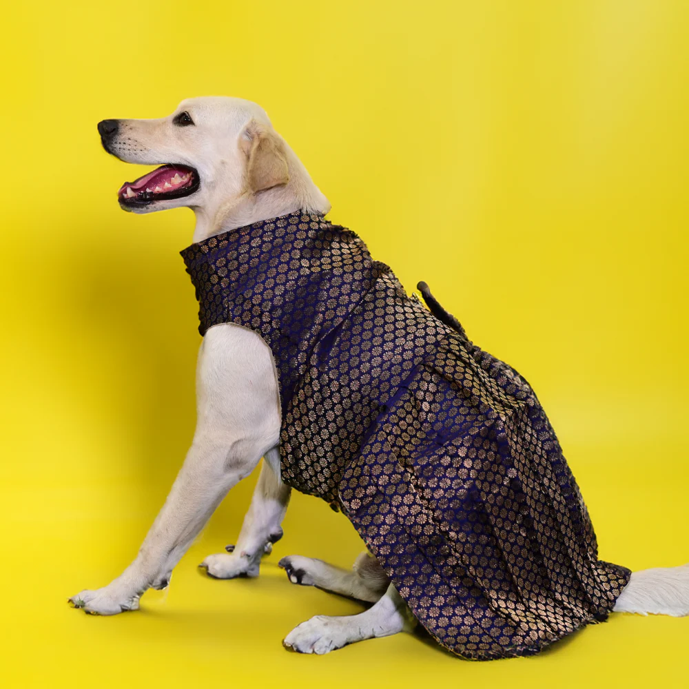 Skatrs Brocade Gold Printed Dress for Dogs and Cats (Blue) - Image 2