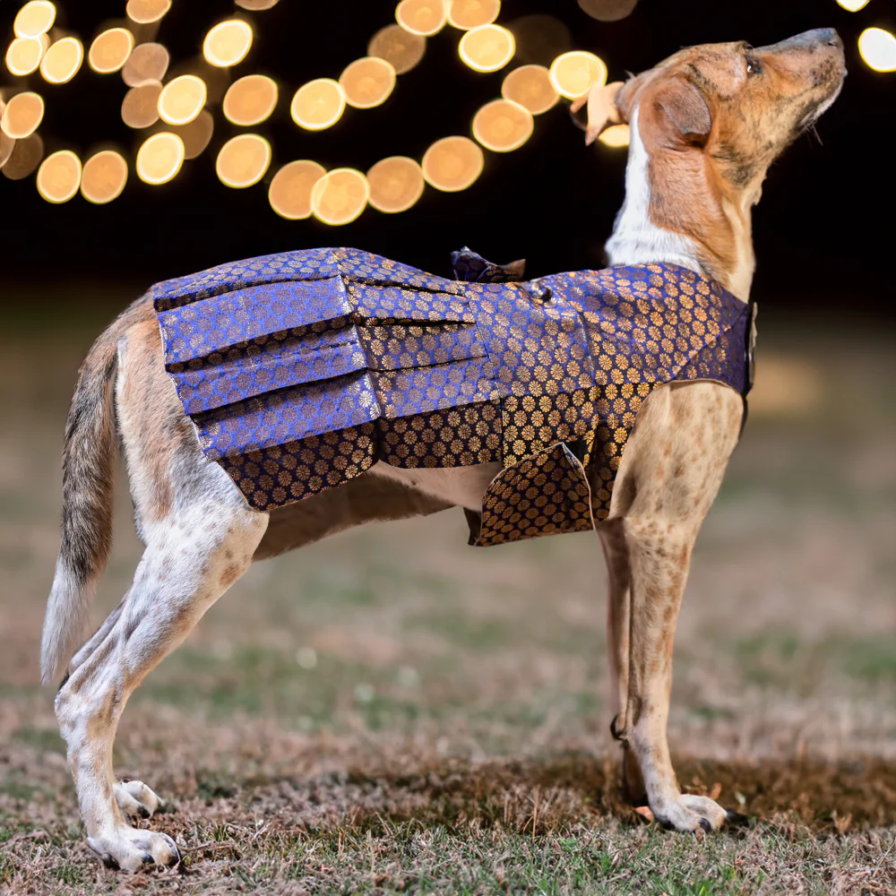 Skatrs Brocade Gold Printed Dress for Dogs and Cats (Blue) - Image 4