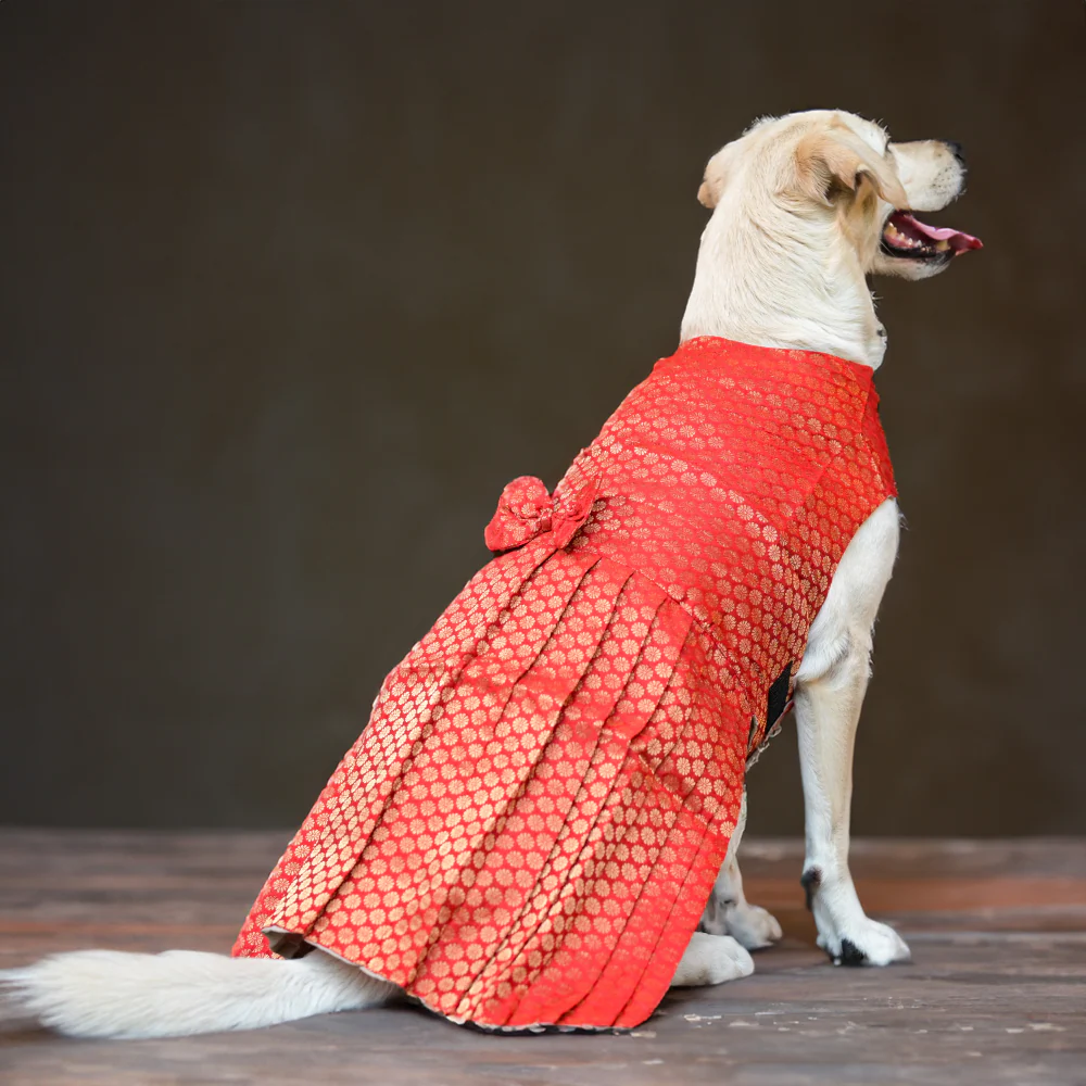 Skatrs Brocade Gold Printed Dress for Dogs and Cats (Red) - Image 2