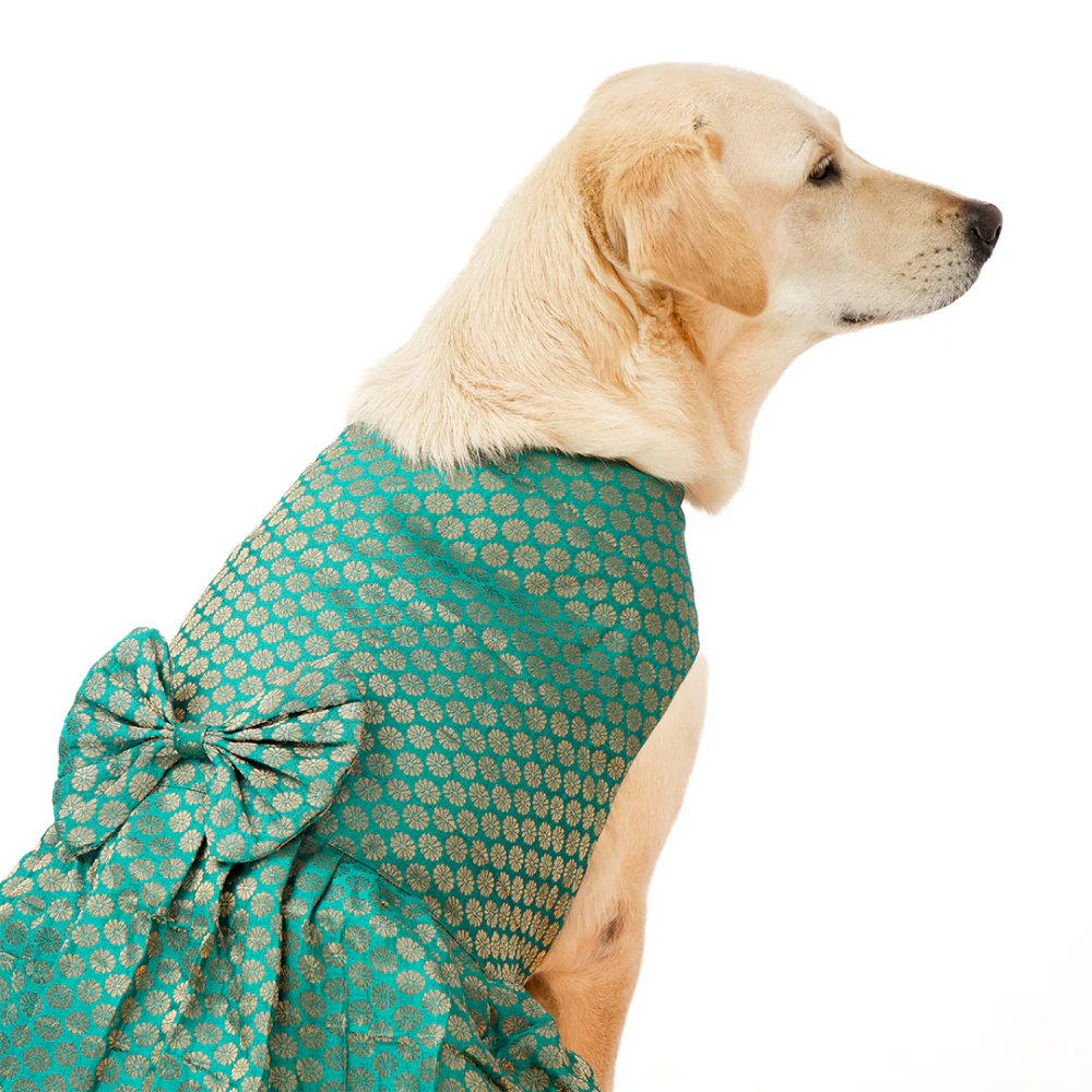 Skatrs Brocade Gold Printed Dress for Dogs and Cats (Teal) - Image 6