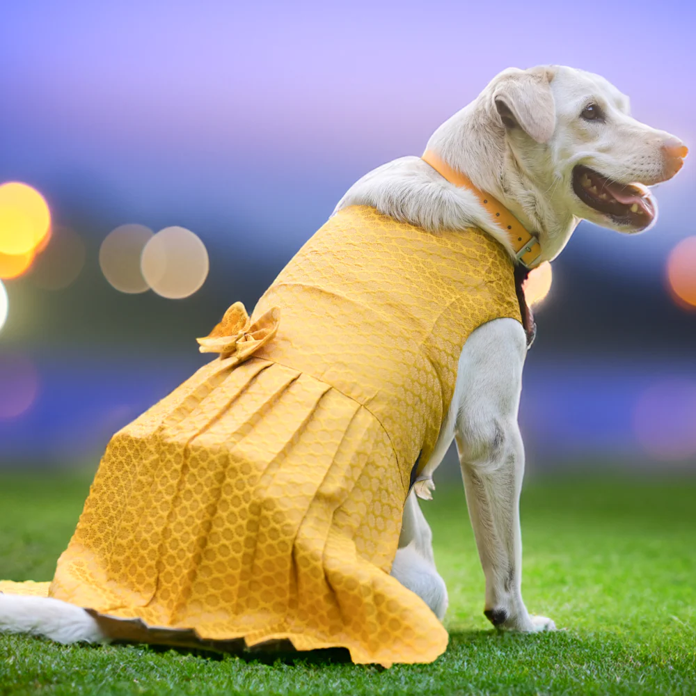 Skatrs Brocade Gold Printed Dress for Dogs and Cats (Yellow) - Image 2