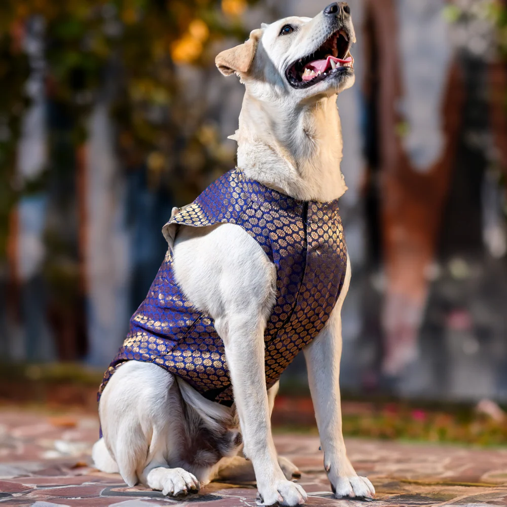 Skatrs Brocade Gold Printed Sherwani for Dogs and Cats (Blue) - Image 2