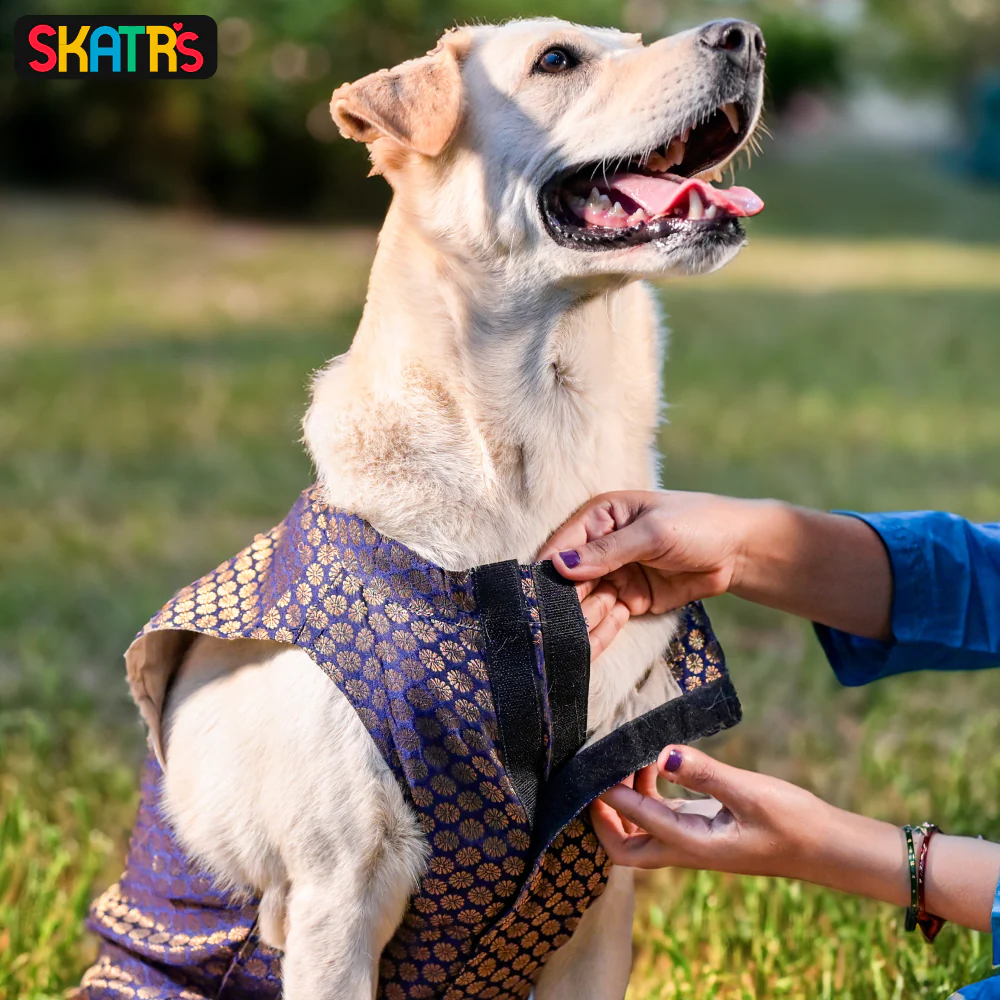 Skatrs Brocade Gold Printed Sherwani for Dogs and Cats (Blue) - Image 4