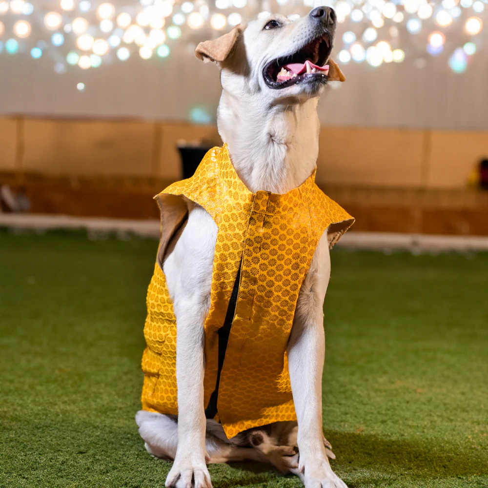 Skatrs Brocade Gold Printed Sherwani for Dogs and Cats (Yellow) - Image 2