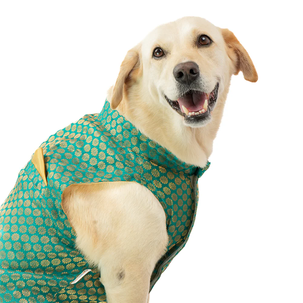 Skatrs Brocade Gold Printed Sherwani for Dogs and Cats (Teal) - Image 3