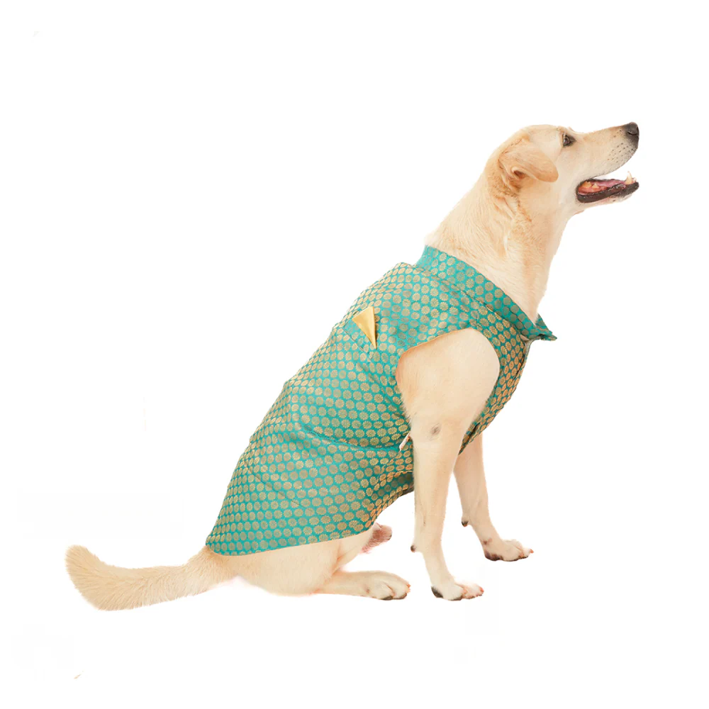 Skatrs Brocade Gold Printed Sherwani for Dogs and Cats (Teal) - Image 9