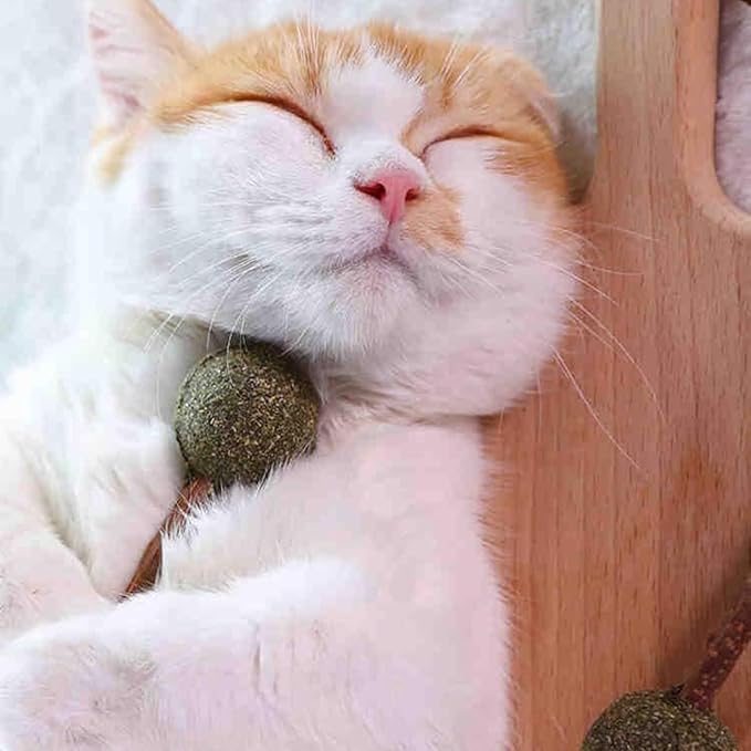 Skatrs Catnip Lollipop Natural Wooden Teeth Cleaning Toy for Cats and Kittens - Image 6