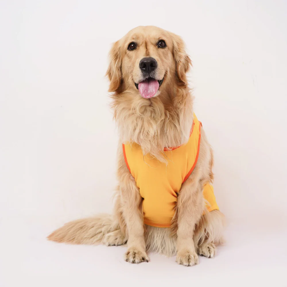 Skatrs Chepawk Superkings Cricket Jersey for Dogs and Cats (Yellow) - Image 5