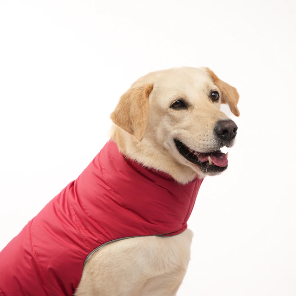 Skatrs Cherry Snuggle Puffer Reversible Jacket for Dogs and Cats - Image 6