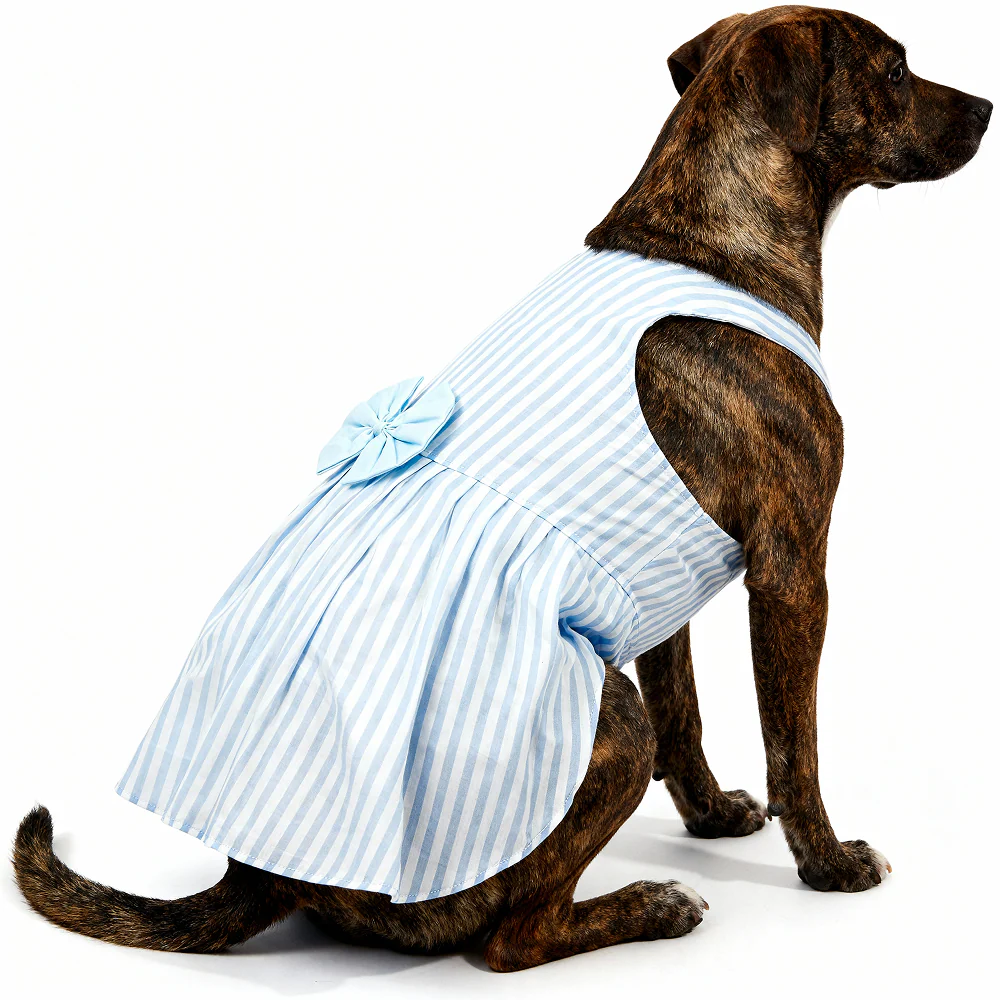 Skatrs Cotton Dress for Dogs and Cats (Blue and White Stripe) - Image 10