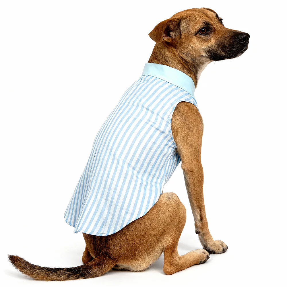 Skatrs Cotton Shirt for Dogs and Cats (Blue and White Stripes) - Image 7