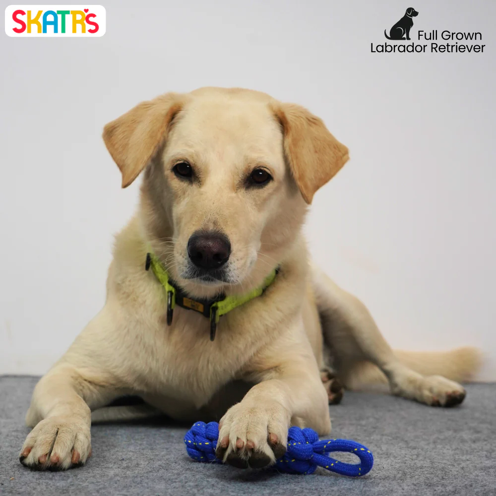 Skatrs Dummy Knotted Rope Chew Toy for Dogs and Cats (Blue) - Image 4