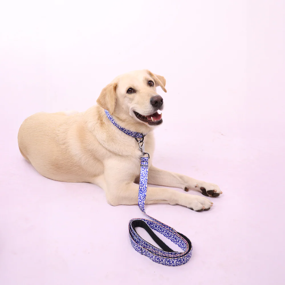 Skatrs Enigma Collar for Dogs - Image 4