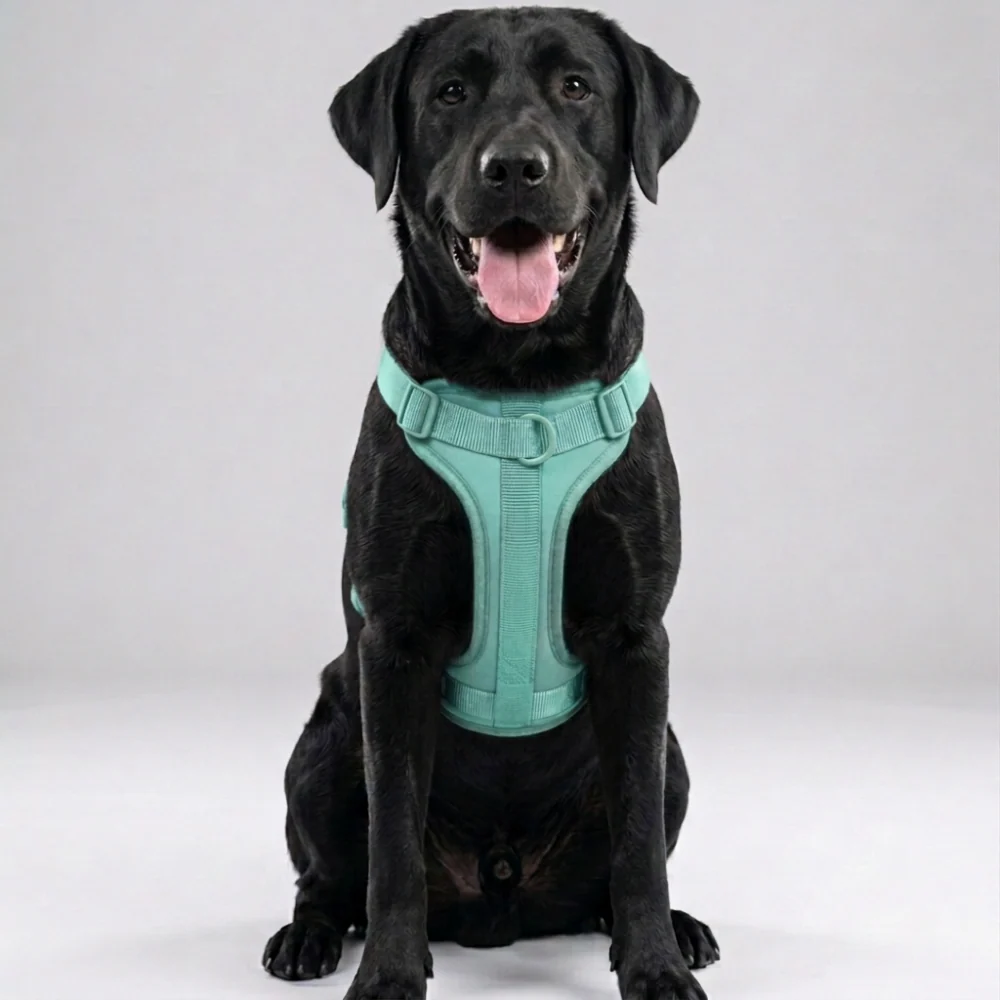 Skatrs Fully Padded Harness for Dogs (Aqua Teal) - Image 3
